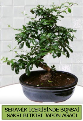 Seramik vazoda bonsai japon aac bitkisi iek siparii sitesi 