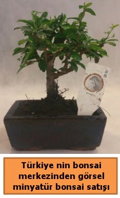 Japon aac bonsai sat ithal grsel  Ankara Polatl iek yolla 