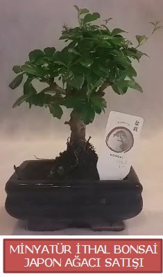 Kk grsel bonsai japon aac bitkisi  Polatl Ankara iek , ieki , iekilik 