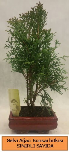 Selvi aac bonsai japon aac bitkisi  Polatl iek sat 
