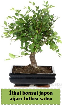thal bonsai saks iei Japon aac sat  Ankara Polatl nternetten iek siparii 