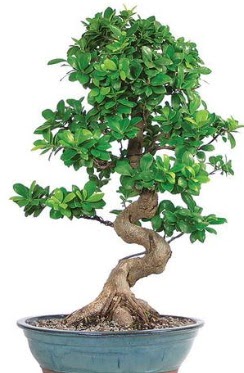 Yaklak 70 cm yksekliinde ithal bonsai  Polatlya iek Ankara ieki telefonlar 