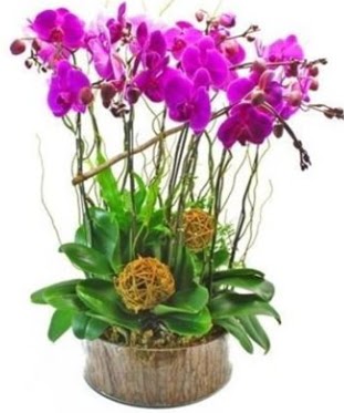 Ahap ktkte lila mor orkide 8 li  Polatl internetten iek sat 