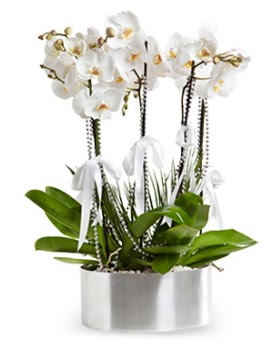 Be dall metal saksda beyaz orkide  Ankara Polatl iek yolla 