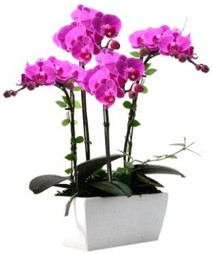 Seramik vazo ierisinde 4 dall mor orkide  Polatl iek sat 