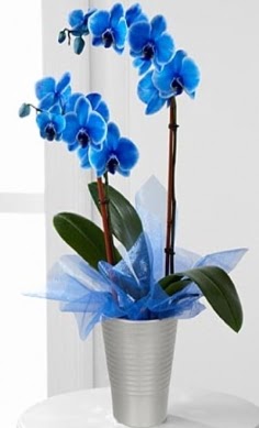 Seramik vazo ierisinde 2 dall mavi orkide  Polatl Ankara iek , ieki , iekilik 