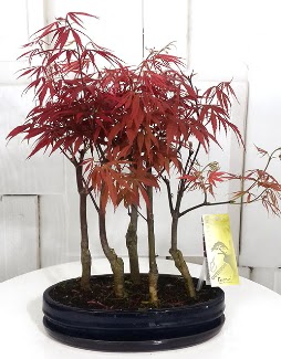 5 adet japon akaaa bonsai iei  Polatl iek sat 