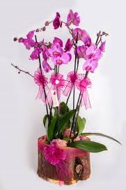 4 dall ktk ierisibde mor orkide  Polatl iek sat 