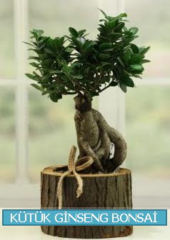 Ktk aa ierisinde ginseng bonsai  Polatl iek gnderme sitemiz gvenlidir 