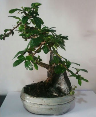 S eklinde ithal bonsai aac  Ankara Polatl iek yolla 
