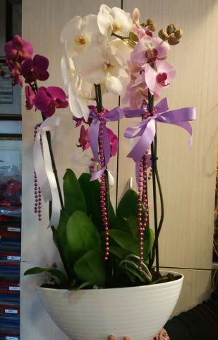 Mor ve beyaz ve pembe 6 dall orkide  ucuz iek gnder 