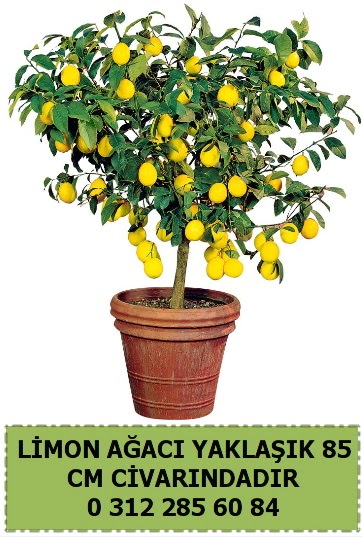 Limon aac bitkisi  Polatl iek sat 