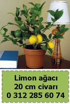 Limon aac bitkisi  Polatlya iek Ankara ieki telefonlar 