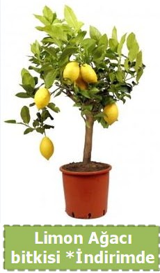 Limon aac bitkisi Ev iin limon bitkisi  Polatl Ankara iek , ieki , iekilik 