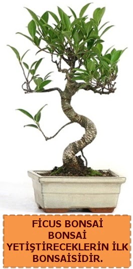 Ficus bonsai 15 ile 25 cm arasndadr  Ankara Polatl iek yolla 