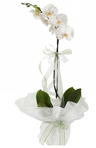 Tekli Beyaz Orkide  Polatl Ankara hediye iek yolla 
