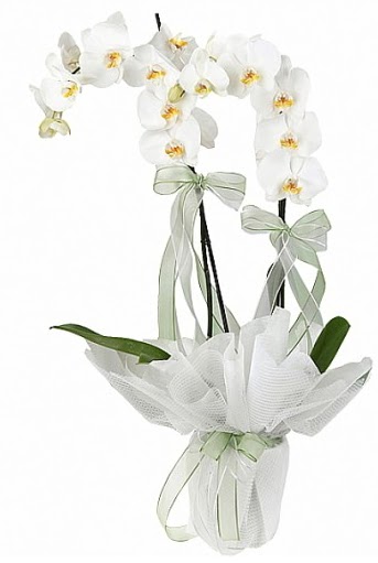 ift Dall Beyaz Orkide  Polatl anneler gn iek yolla 