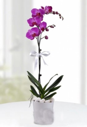 Tek dall saksda mor orkide iei  Polatldaki iekiler 