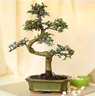 Shape S bonsai  Ankara Polatl nternetten iek siparii 