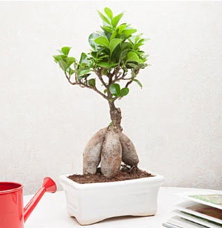 Exotic Ficus Bonsai ginseng  Polatldaki iekiler iek servisi , ieki adresleri 