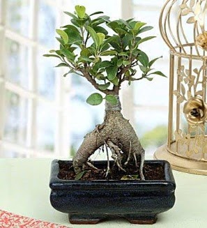 Appealing Ficus Ginseng Bonsai  Polatl anneler gn iek yolla 
