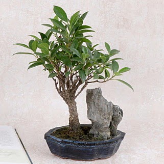 Japon aac Evergreen Ficus Bonsai  Polatl iek gnderme sitemiz gvenlidir 