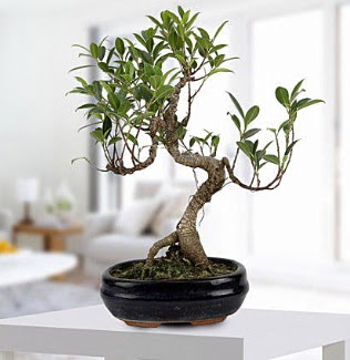 Gorgeous Ficus S shaped japon bonsai  Polatl yurtii ve yurtd iek siparii 