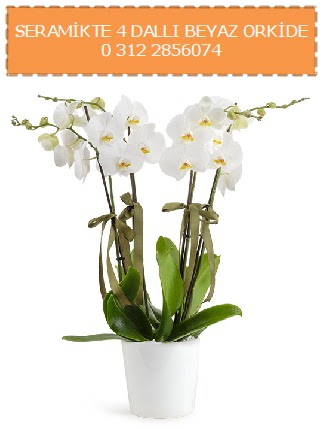 Seramikte 4 dall beyaz orkide  Polatldaki iekiler 