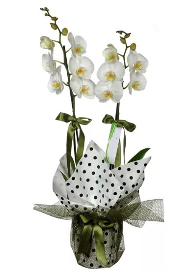 ift Dall Beyaz Orkide  14 ubat sevgililer gn iek 