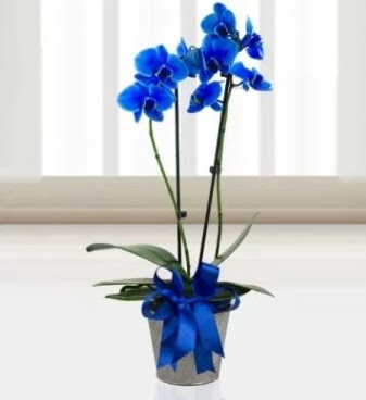 ift dall mavi orkide  Polatl iek sat 