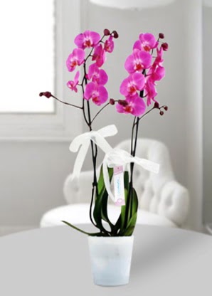 ift dall mor orkide  Polatldaki iekiler 