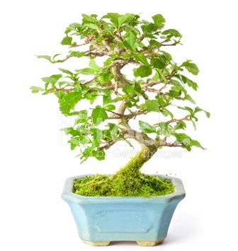 S zerkova bonsai ksa sreliine  Ankara Polatl nternetten iek siparii 