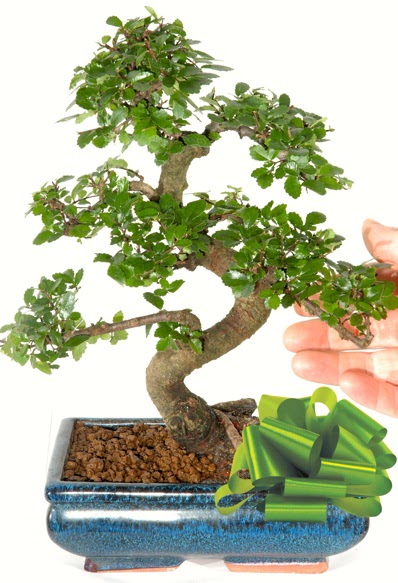 Yaklak 25 cm boyutlarnda S bonsai iek siparii sitesi 