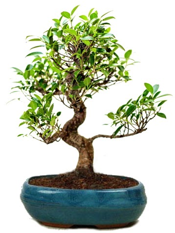 25 cm ile 30 cm aralnda Ficus S bonsai  Polatl iek gnderme sitemiz gvenlidir 