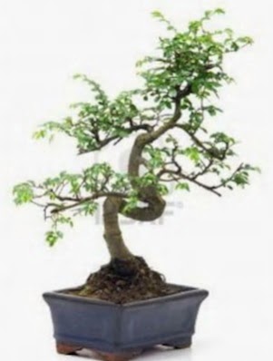 S gvde bonsai minyatr aa japon aac  Polatl iek sat 