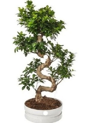 90 cm ile 100 cm civar S peyzaj bonsai  Polatl iek gnderme sitemiz gvenlidir 