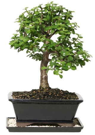 15 cm civar Zerkova bonsai bitkisi iek siparii sitesi 