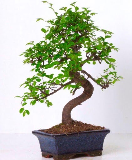 S gvdeli bonsai minyatr aa japon aac  Polatl iek gnderme sitemiz gvenlidir 
