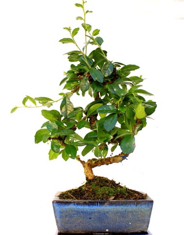 S gvdeli carmina bonsai aac  Ankara Polatl iek yolla  Minyatr aa