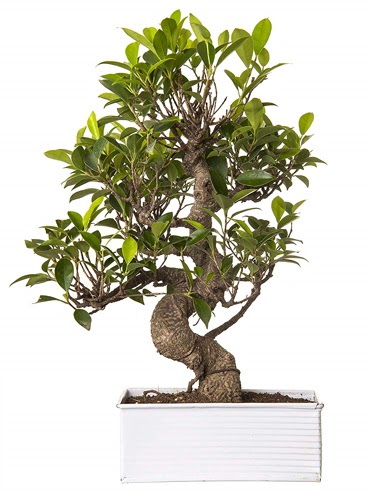 Exotic Green S Gvde 6 Year Ficus Bonsai  Polatl iek gnderme sitemiz gvenlidir 