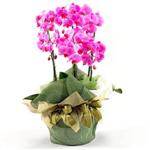  Ankara Polatlı İnternetten çiçek siparişi  2 dal orkide , 2 köklü orkide - saksi çiçegidir
