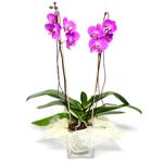  Polatlı çiçek satışı  Cam yada mika vazo içerisinde  1 kök orkide