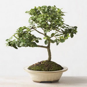 ithal bonsai saksi iegi  Polatl iek online iek siparii 