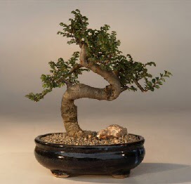 ithal bonsai saksi iegi  14 ubat sevgililer gn iek 