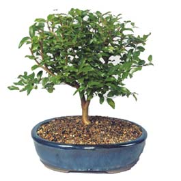  ieki maazas  ithal bonsai saksi iegi  Ankara Polatl online ieki , iek siparii 