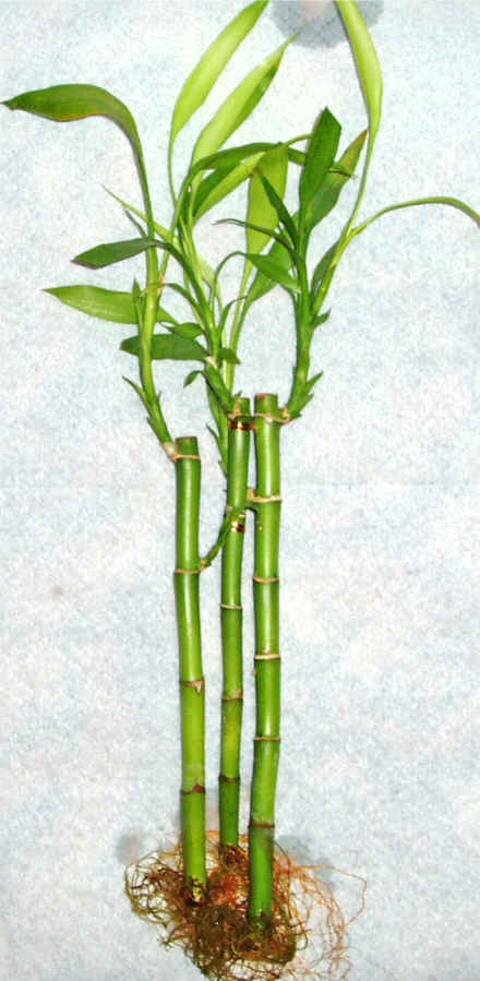 Lucky Bamboo 3 adet vazo hediye edilir   Polatl cicek , cicekci 
