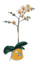  Ankara Polatl online iek gnderme sipari  Phalaenopsis Orkide ithal kalite
