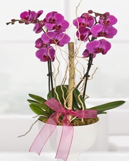 2 dallı nmor orkide  Polatlı anneler günü çiçek yolla 