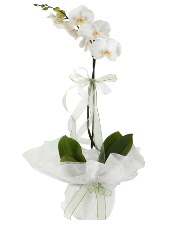 1 dal beyaz orkide iei  Polatl iek siparii vermek 