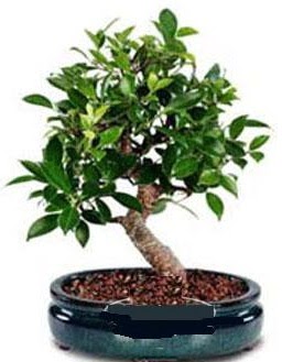 5 yanda japon aac bonsai bitkisi  Polatl anneler gn iek yolla 